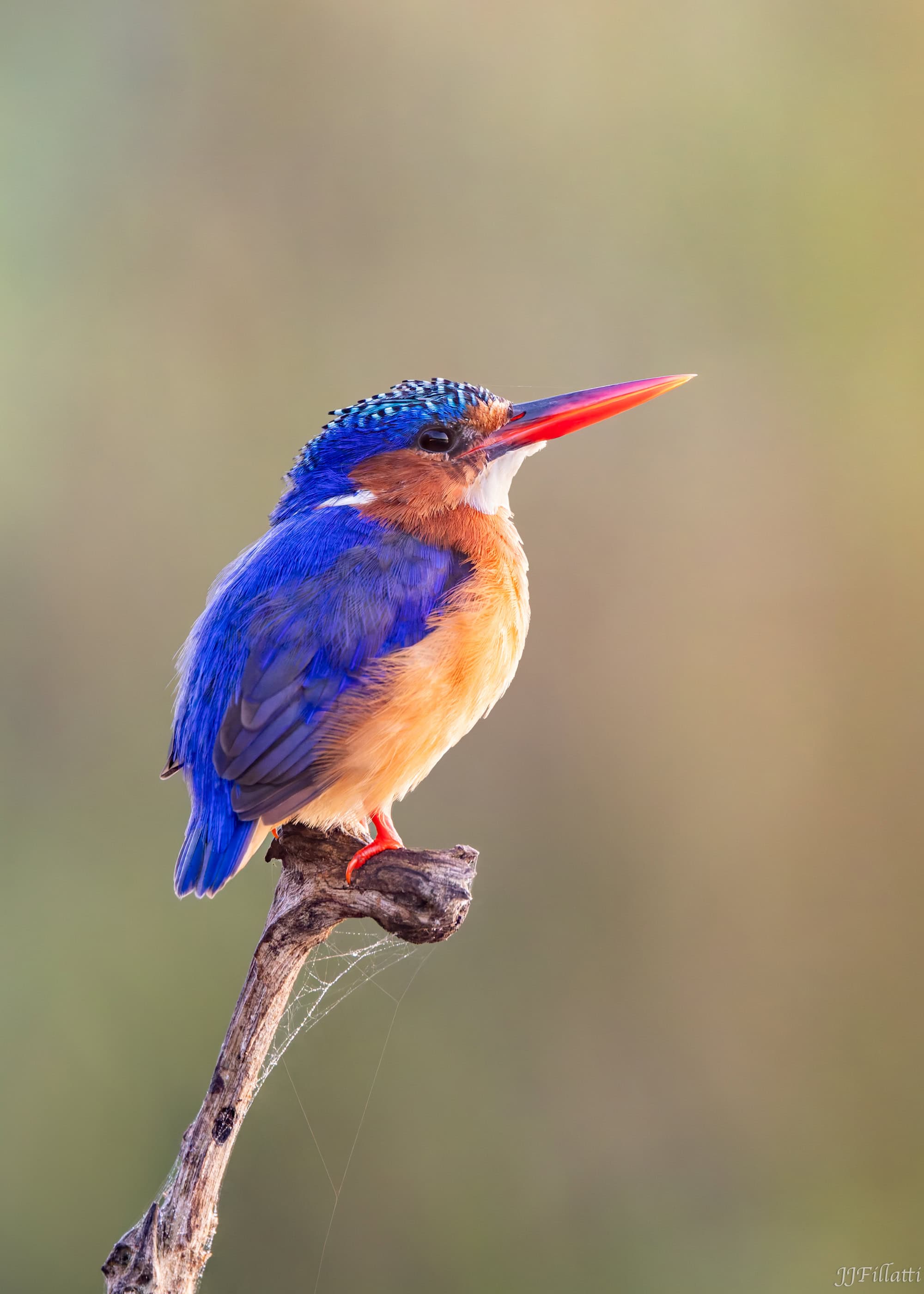 wildlife of Zimanga image 50